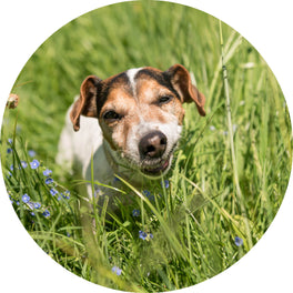 Grasfressen