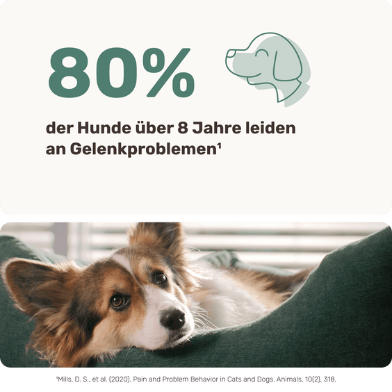 Hunde Grünlippmuschel-Drops Produktstudie