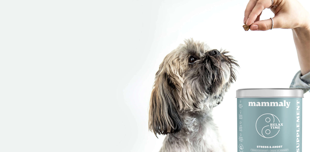 Wichtige Anzeichen, dass dein Hund Hilfe beim Alleinebleiben benötigt