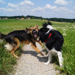 Ist unruhig bei Begegnungen mit anderen Hunden
