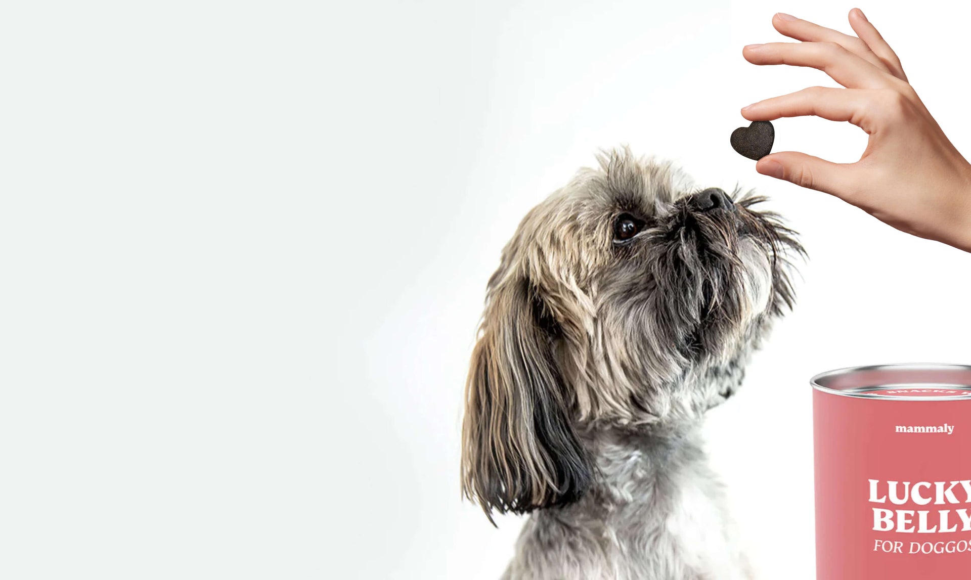 Hilf deinem Hund, Verdauungsprobleme zu überwinden – bringe seine Darmgesundheit wieder ins Gleichgewicht!
