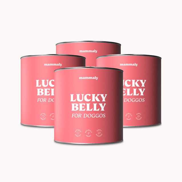 Hunde Verdauungssnack Lucky Belly Viererpack