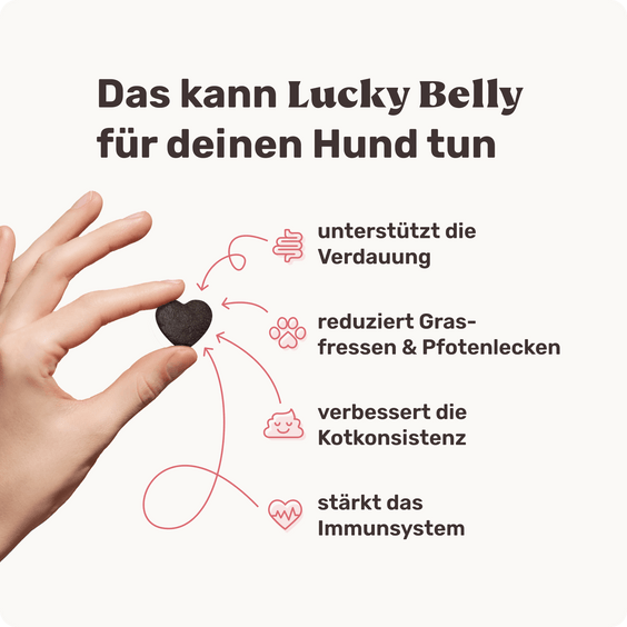Hunde Verdauungssnack Lucky Belly Produktvorteile