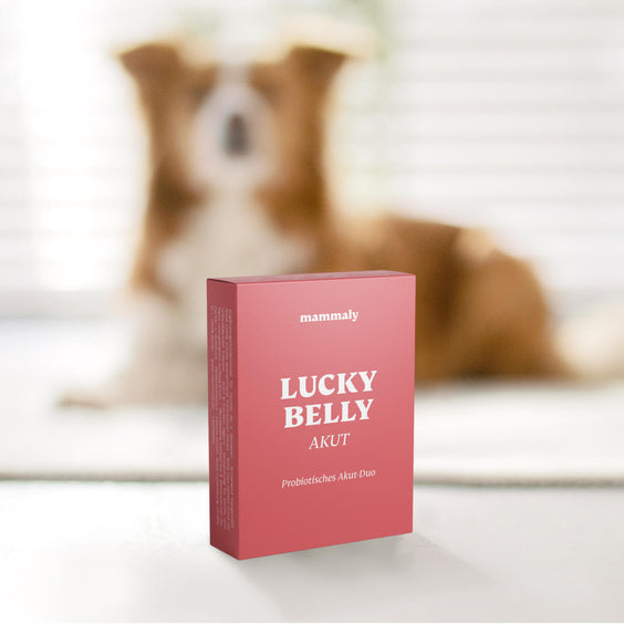 Lucky Belly Akut - mammaly