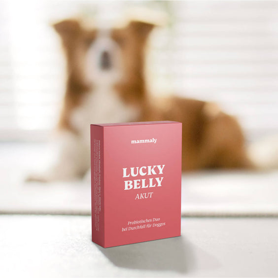 Lucky Belly Akut - mammaly