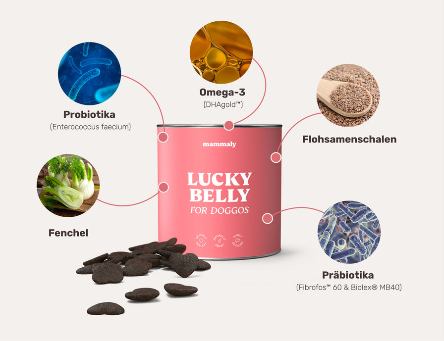 Lucky Belly