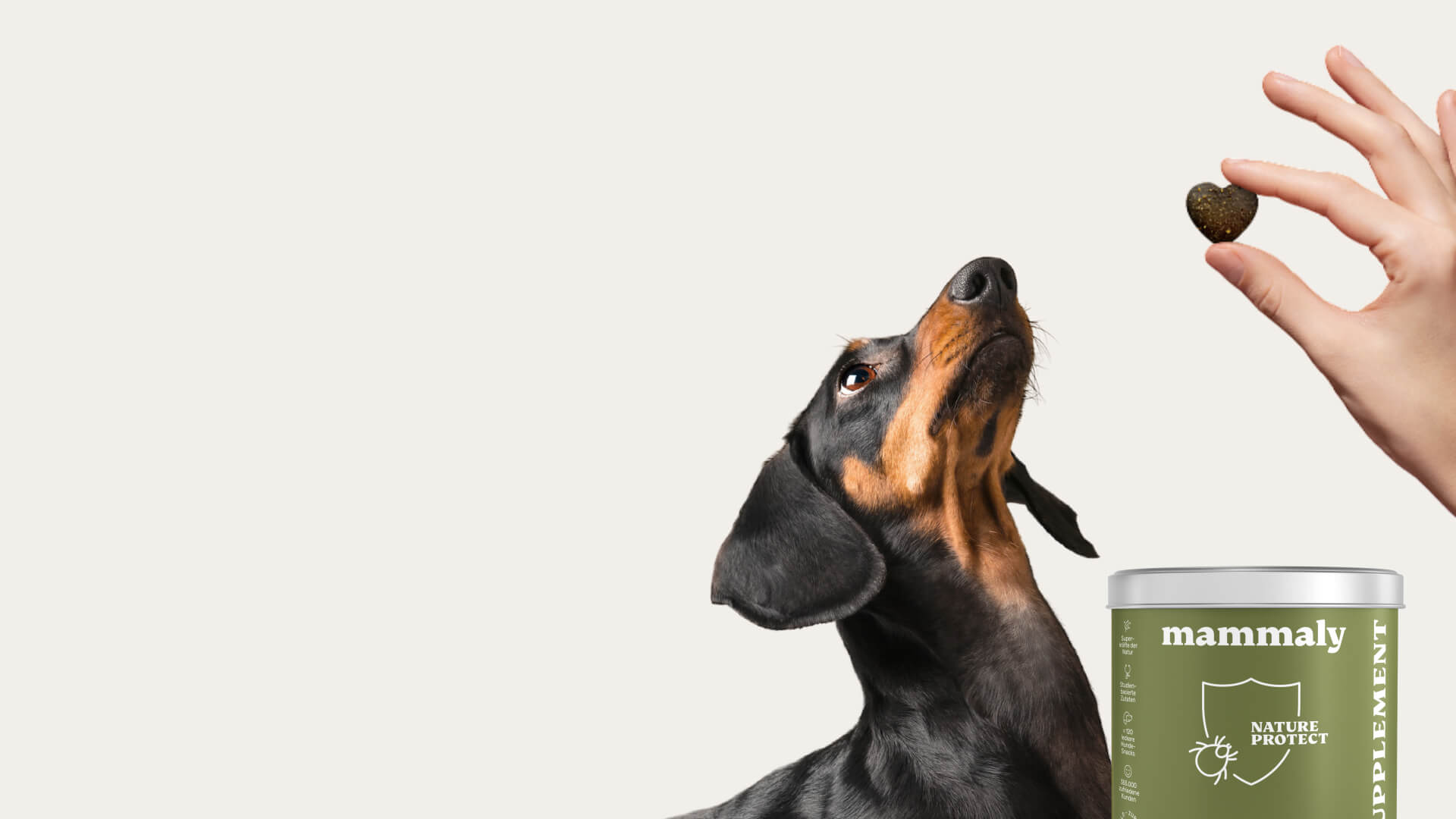 Natürlicher Schutz: So schützt du deinen Hund vor Zecken & Parasiten