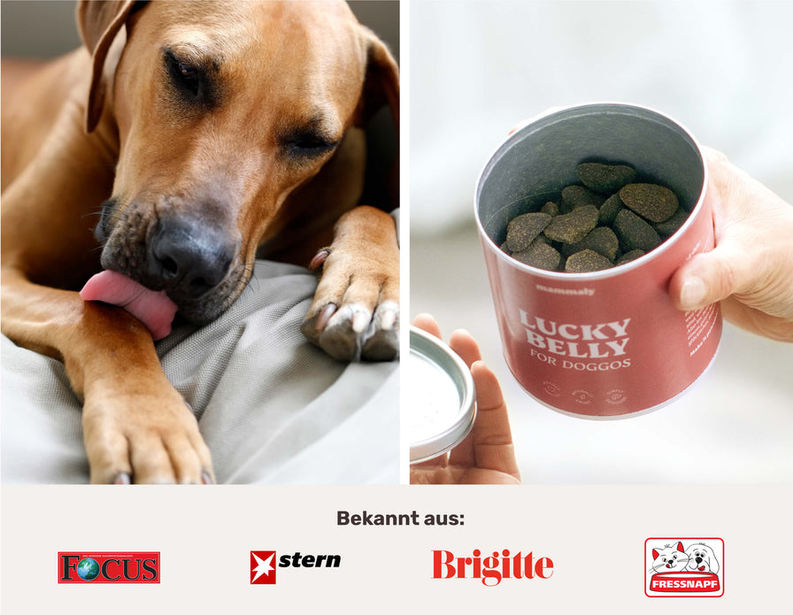 3 Anzeichen dafür, dass der  Darm deines juckenden Hundes Hilfe braucht & wie ein Snack sein Leben verändert!