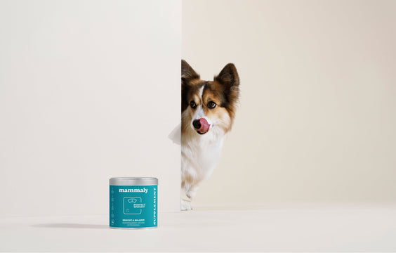 Hunde-Snack Perfect Weight