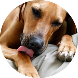 Doggo