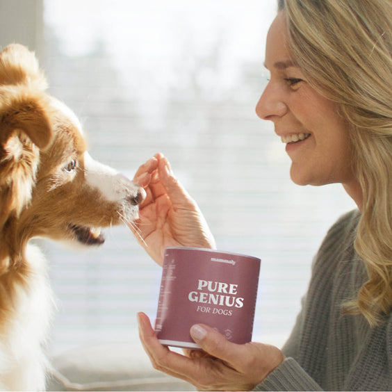 Hunde-Snack Pure Genius