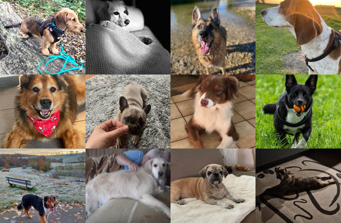 … und begeistert über 80.000 Hunde in Deutschland, Österreich und der Schweiz!