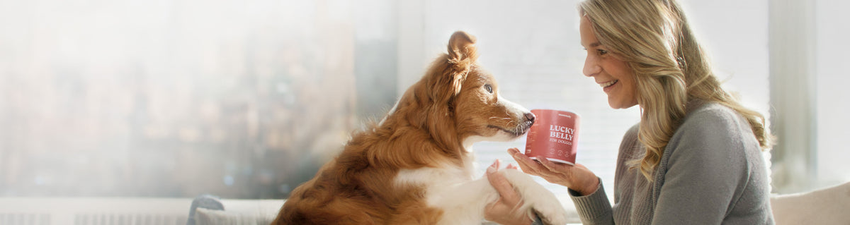 Supplements für Hunde sind notwendig