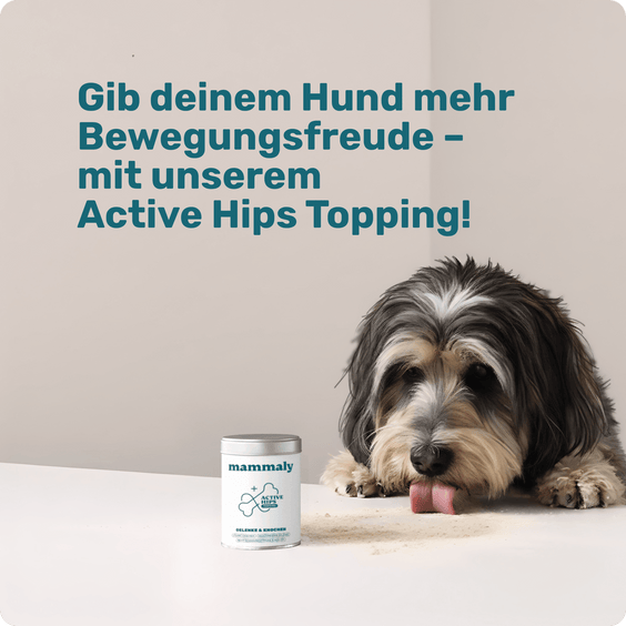 Hunde Gelenkpulver Active Hips Topping Studienergebnisse