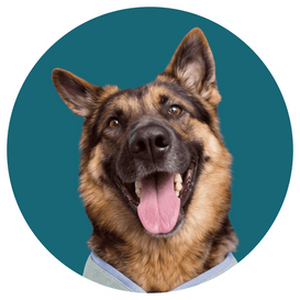 Ich bin Bruno. <br />
Schäferhund und ich war ein echter Schläferhund.