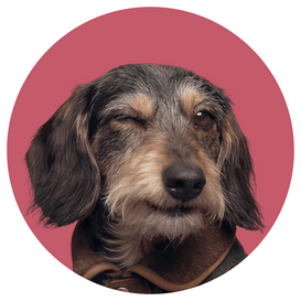 Ich bin Günther. <br />
Rauhaar-Dackel und ehemaliger Dünnfiffi.