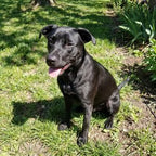 Devil, Hund von Beatrix D.