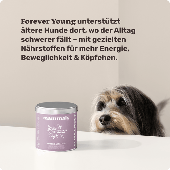 Hunde Seniorsnack Forever Young Hintergrundwissen