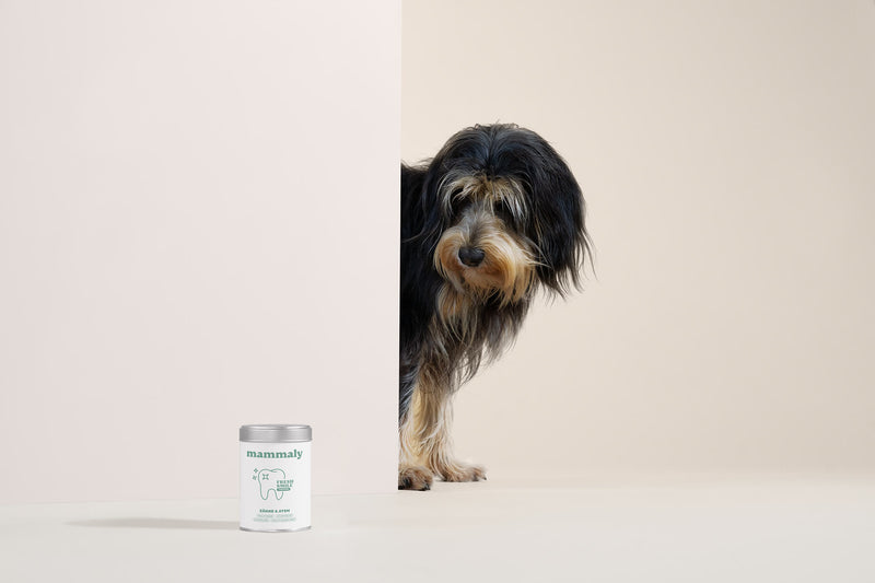 Hund schleckt sich nach dem Fressen über die Schnauze, daneben die Fresh-Smile-Dose