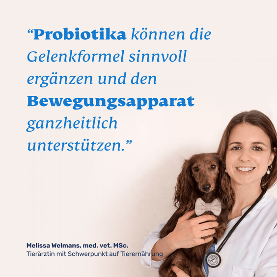 Hunde Gelenktabletten – Tierärztin empfiehlt Kombination aus Gelenkformel und Präbiotika zur Unterstützung des Bewegungsapparats