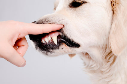 Warum die Zahnpflege deines Hundes so wichtig ist