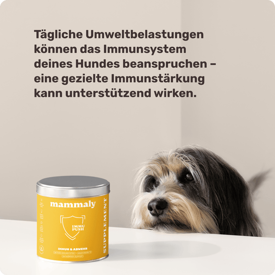Hunde Abwehrkräfte-Snack Immu Push Hintergrundwissen