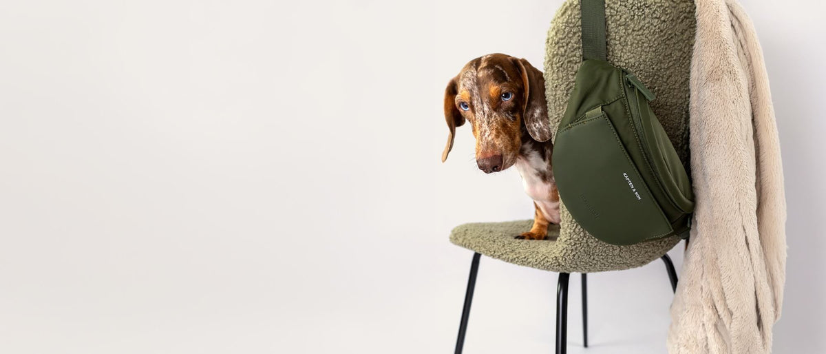 Dackel neben der Eli Dog Bag in Olive auf einem Stuhl