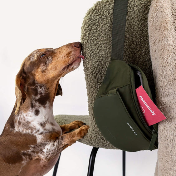 Dackel schnuppert an der Eli Dog Bag auf einem Stuhl