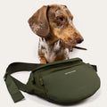 Dackel schaut über die Eli Dog Bag