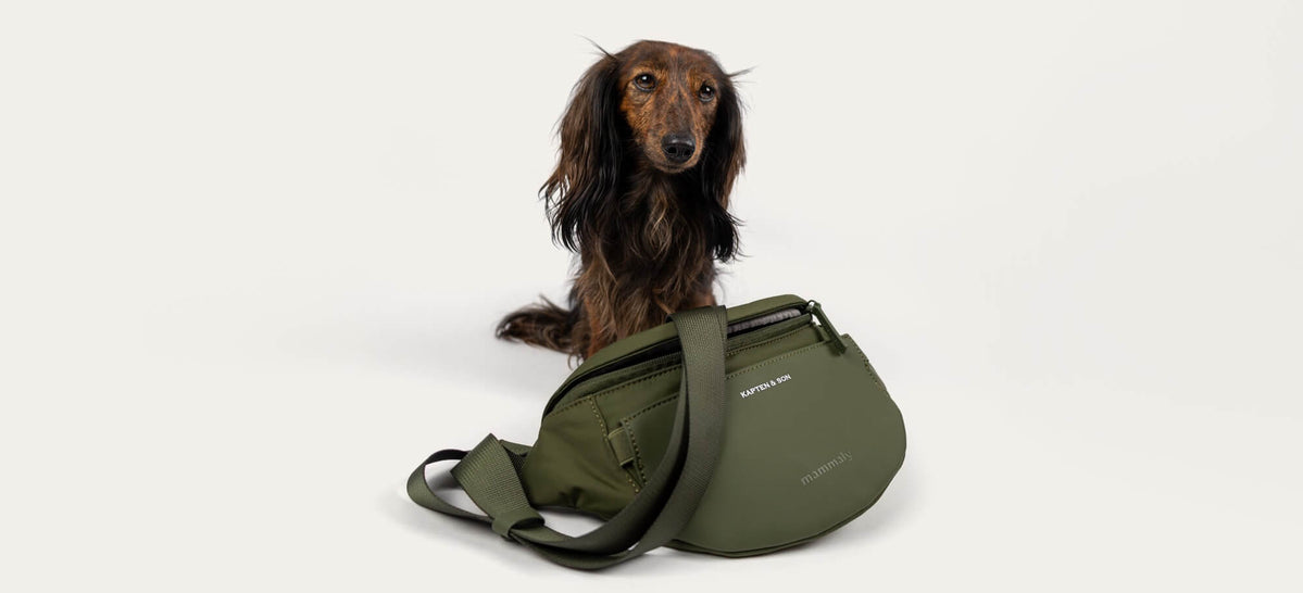 Langhaardackel sitzt hinter der Eli Dog Bag
