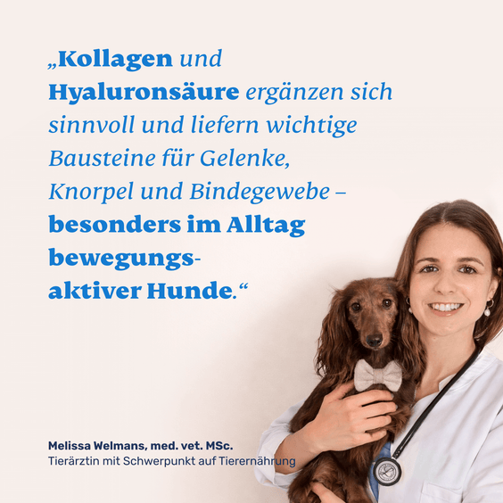 Hunde Kollagenpulver und Hyaluronsäure – Tierarztempfehlung und Qualitätssiegel