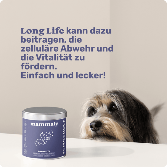 Hunde Zellpowersnack Long Life Produktstudie