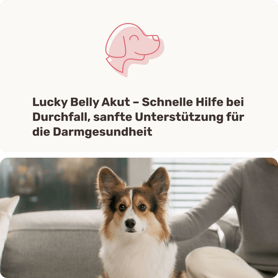 Magen-Darm Pulver Lucky Belly Akut Hintergrundwissen