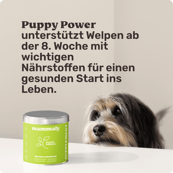 Welpensnack Puppy Power Hintergrundwissen