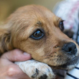 Auf der Stelle treten