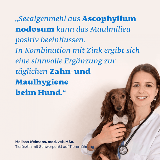Seealgenmehl mit Zink für Hunde – Tierärztliche Empfehlung und Qualitätssiegel