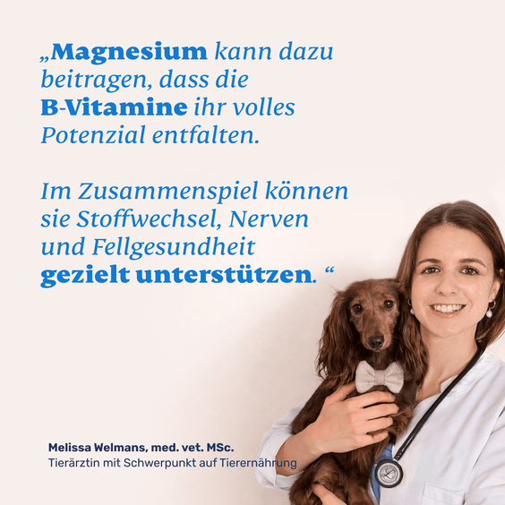 Vitamin B Komplex mit Magnesium für Hunde – Tierärztliche Empfehlung und Qualitätssiegel